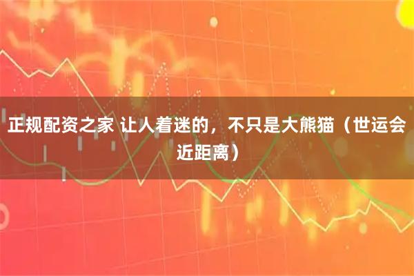 正规配资之家 让人着迷的，不只是大熊猫（世运会近距离）